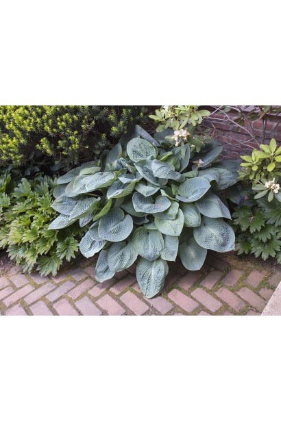 Хоста ’Big Daddy’